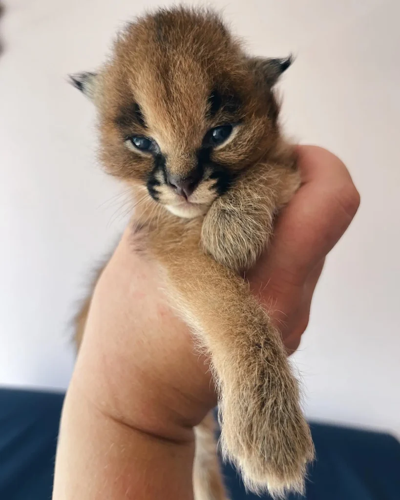 chat caracal taille