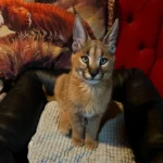 chat caracal prix