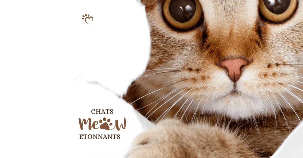 Chat savannah f1 prix conseils