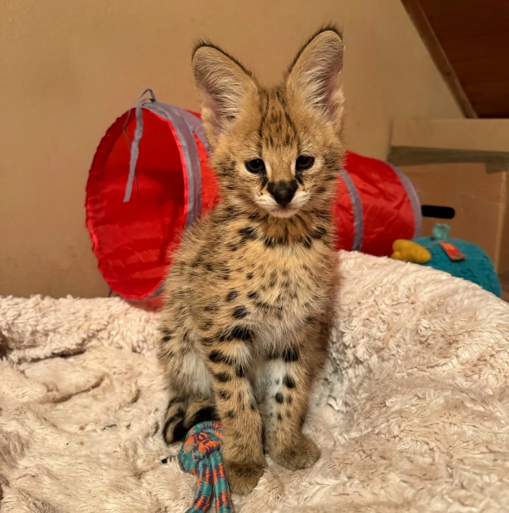 serval domestique