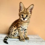 Acheter Chat Serval