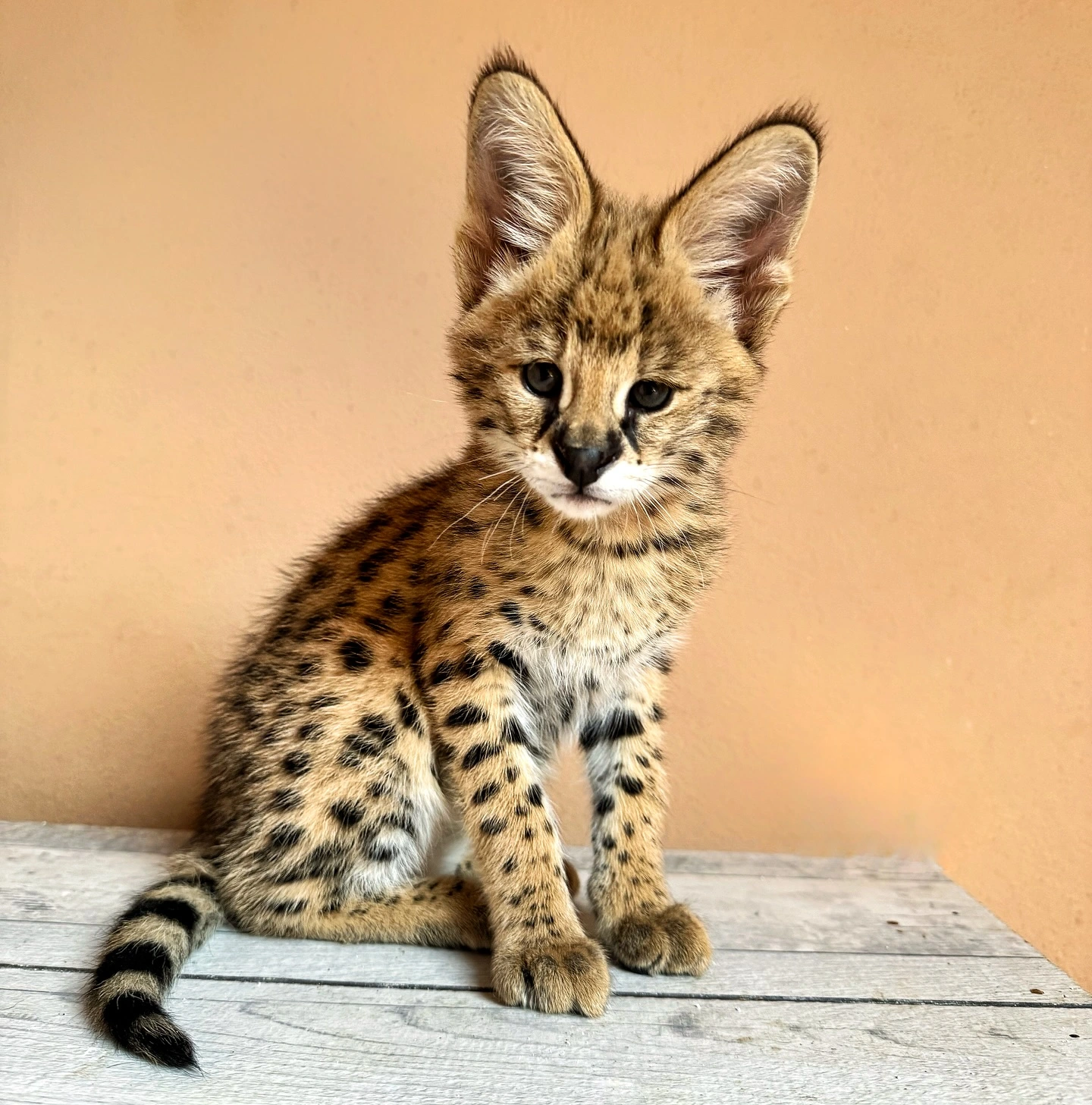 Acheter Chat Serval