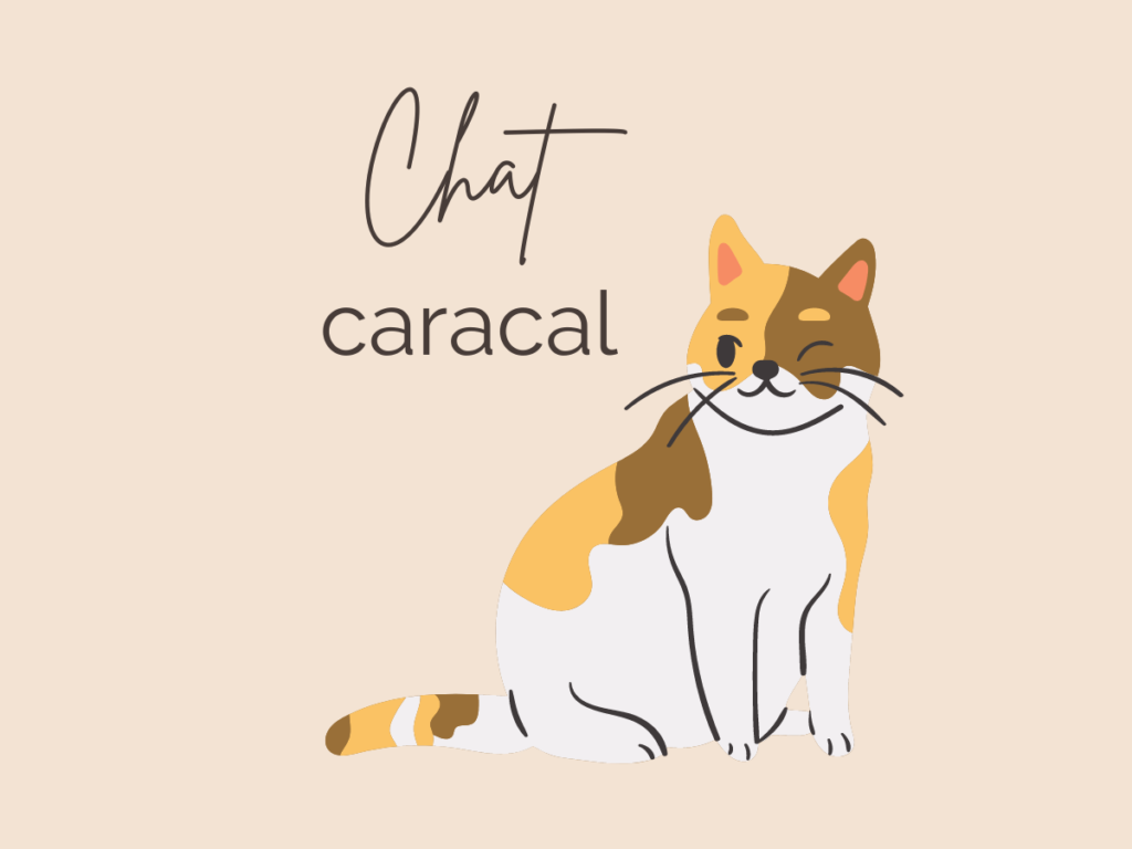 Acheter Chat caracal domestique