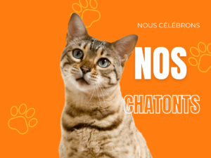 chaton savannah prix