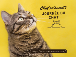 Chat Savannah Belgique