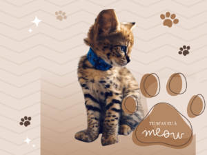 chat serval prix